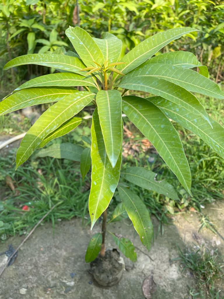 Honeydew Mango Plant (Grafted) - Premium Fruit Plants & Tree from Plantparadise - Just $450! Shop now at Plantparadise