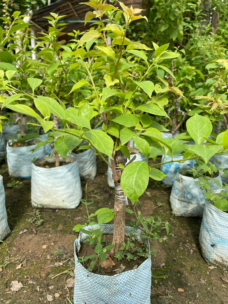 Multi Grafted Bougainvillea Plant (6-7 Colour) - Premium Flowering Plants from Plantparadise - Just $1099.0! Shop now at Plantparadise