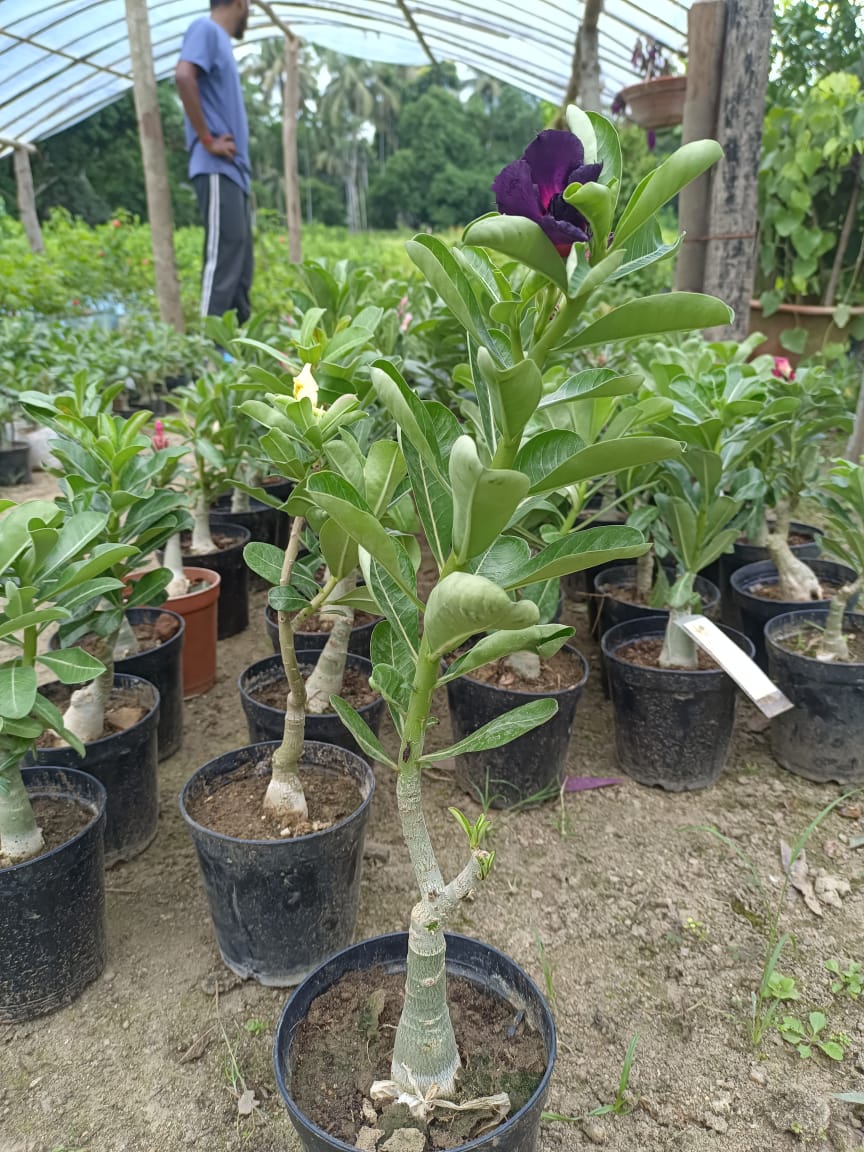 Adenium Yellow Plant (Grafted) - Premium Flowering Plants from Plantparadise - Just $329! Shop now at Plantparadise