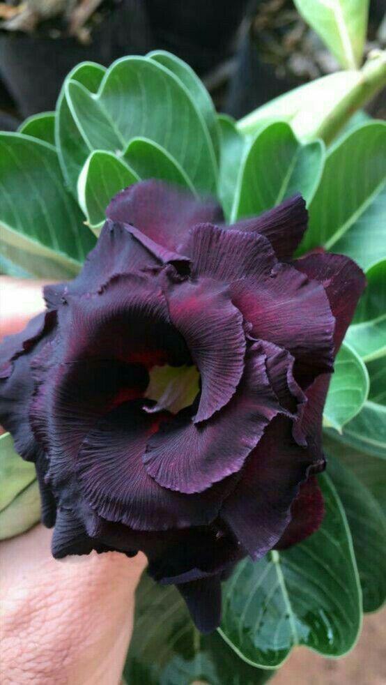 Adenium Dark Brown Plant (Grafted) - Premium Flowering Plants from Plantparadise - Just $329! Shop now at Plantparadise
