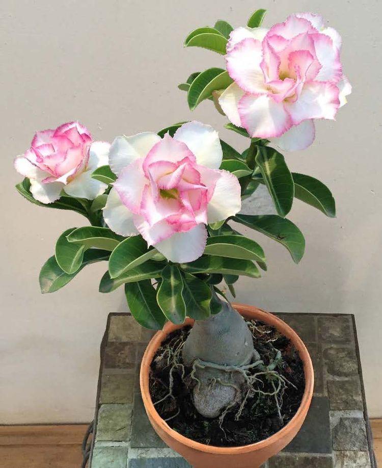 Adenium White and Pink Plant (Grafted) - Premium Flowering Plants from Plantparadise - Just $329! Shop now at Plantparadise