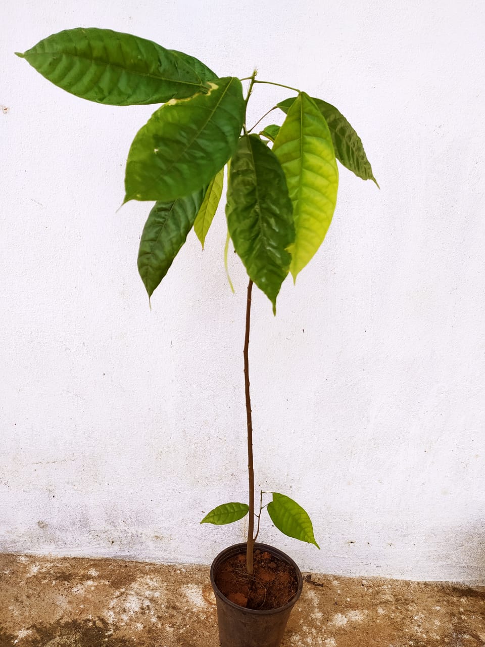 Cocoa/Cacao Fruit - Fruit Plants & Plantation crops - Premium Fruit Plants & Tree from Plantparadise - Just $520.00! Shop now at Plantparadise