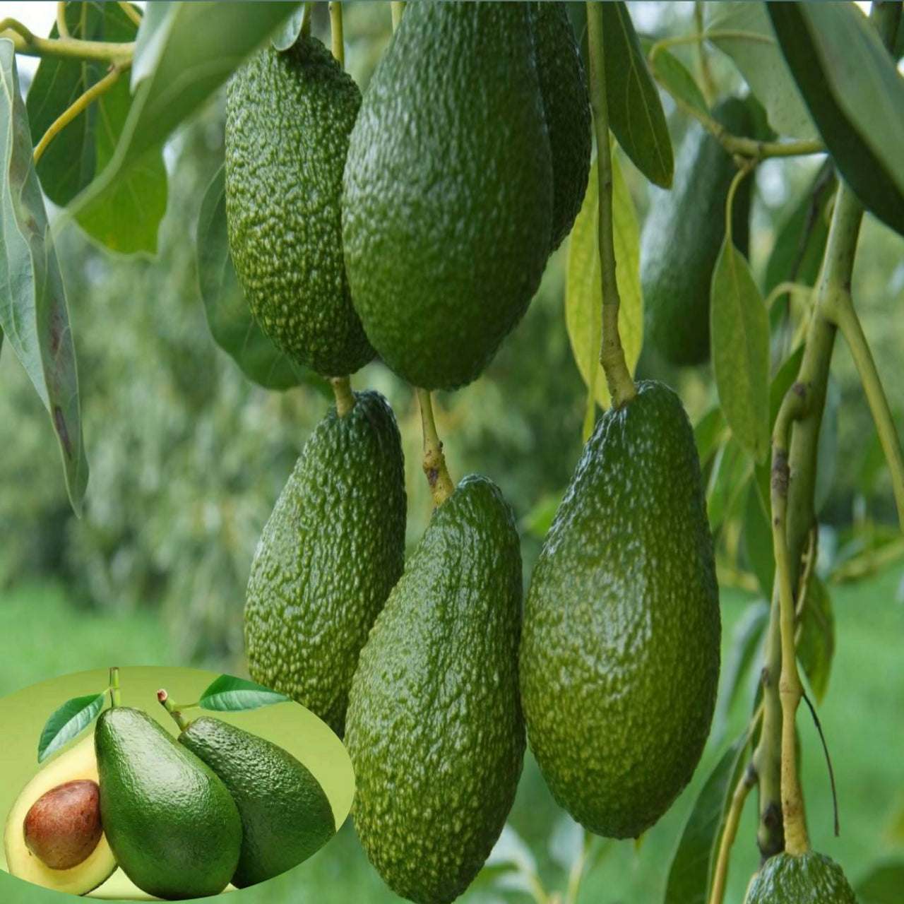 Avocado (Grafted) - Fruit Plants & Tree - Premium Fruit Plants & Tree from Plantparadise - Just $900! Shop now at Plantparadise