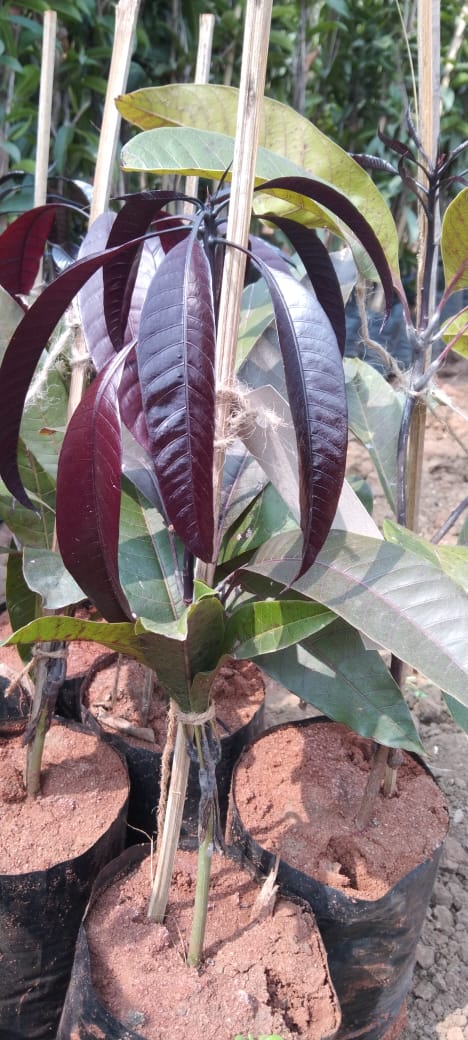 Black Mango / Mango Tommy Atkins - Fruit Plant - Premium Fruit Plants & Tree from Plantparadise - Just $750.00! Shop now at Plantparadise