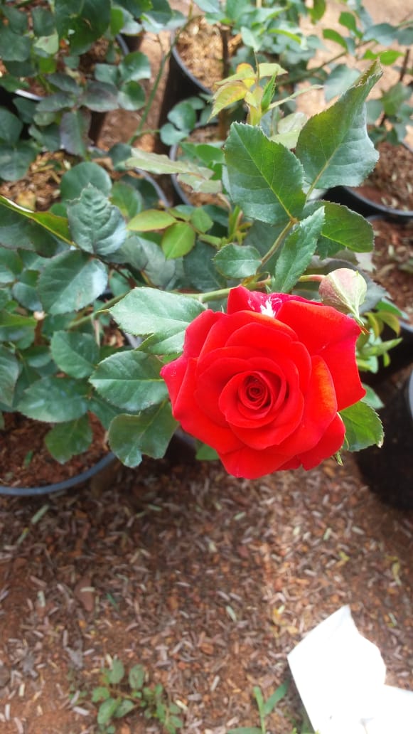 Button Rose Orange - Flowering Plants|Orange Bliss Button Rose|Sunset Glow Button Rose| - Premium Flowering Plants from Plantparadise - Just $390! Shop now at Plantparadise