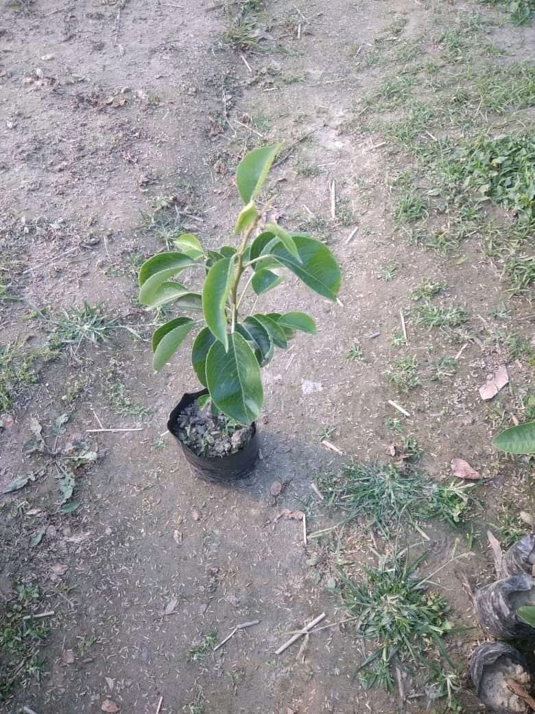 Grafted Healthy Pear Plants - Premium Fruit Plants from Plantparadise - Just $479.0! Shop now at Plantparadise