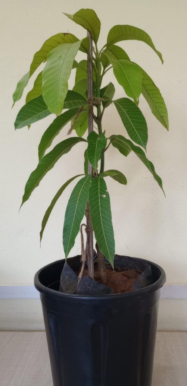 Golden Nam Dok Mai Mango (Grafted) Semi Dwarf - Fruit Plants - Premium Fruit Plants from Plantparadise - Just $990.00! Shop now at Plantparadise