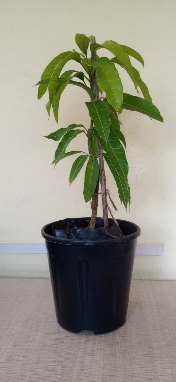 Golden Nam Dok Mai Mango (Grafted) Semi Dwarf - Fruit Plants - Premium Fruit Plants from Plantparadise - Just $990.00! Shop now at Plantparadise