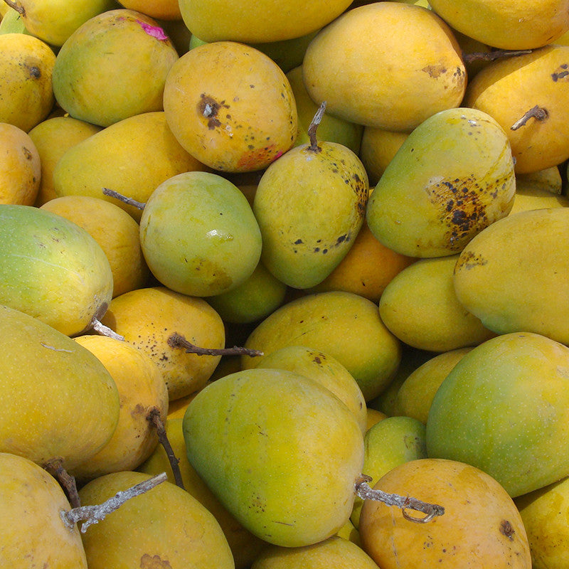 Mango Alphonso(Grafted) - Fruit Plants & Tree - Premium Fruit Plants & Tree from Plantparadise - Just $450.00! Shop now at Plantparadise
