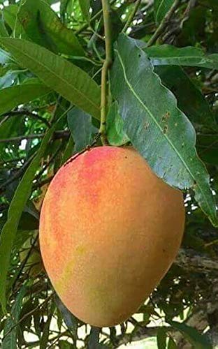 Mango Alphonso(Grafted) - Fruit Plants & Tree - Premium Fruit Plants & Tree from Plantparadise - Just $450.00! Shop now at Plantparadise