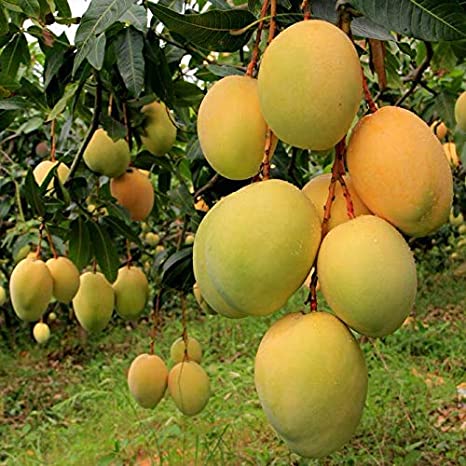 Mango Alphonso(Grafted) - Fruit Plants & Tree - Premium Fruit Plants & Tree from Plantparadise - Just $450.00! Shop now at Plantparadise