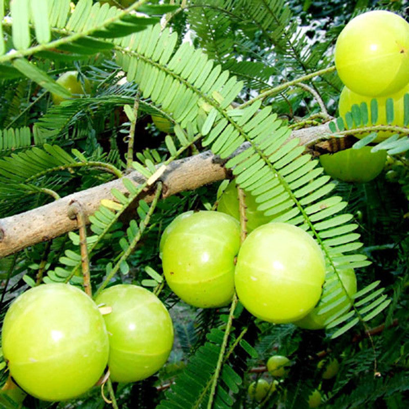 Amla Banaras(Grafted)- Fruit Plants - Premium Fruit Plants & Tree from Plantparadise - Just $410.00! Shop now at Plantparadise