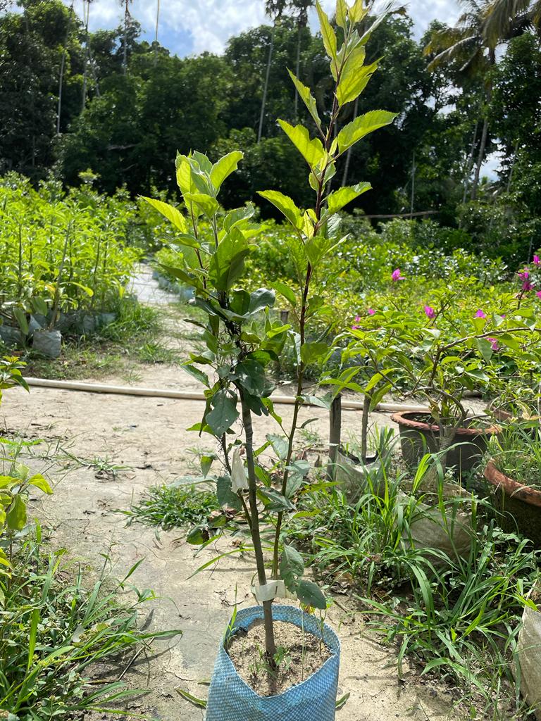 Anna Apple Plant (Hot Climate Varieties) - Premium Fruit Plants from Plantparadise - Just $530.00! Shop now at Plantparadise