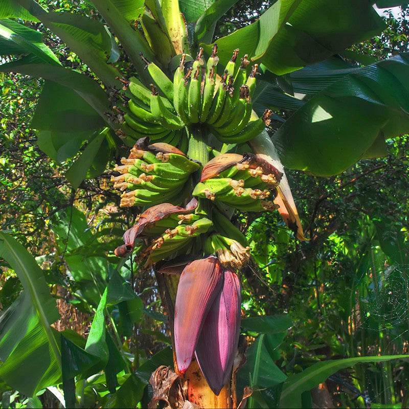 Banana Amruthapani - Fruit Plants & Tree - Premium Fruit Plants & Tree from Plantparadise - Just $390.00! Shop now at Plantparadise