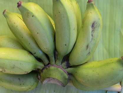 Banana Chakkrakeli - Fruit Plants - Premium Fruit Plants & Tree from Plantparadise - Just $390.00! Shop now at Plantparadise