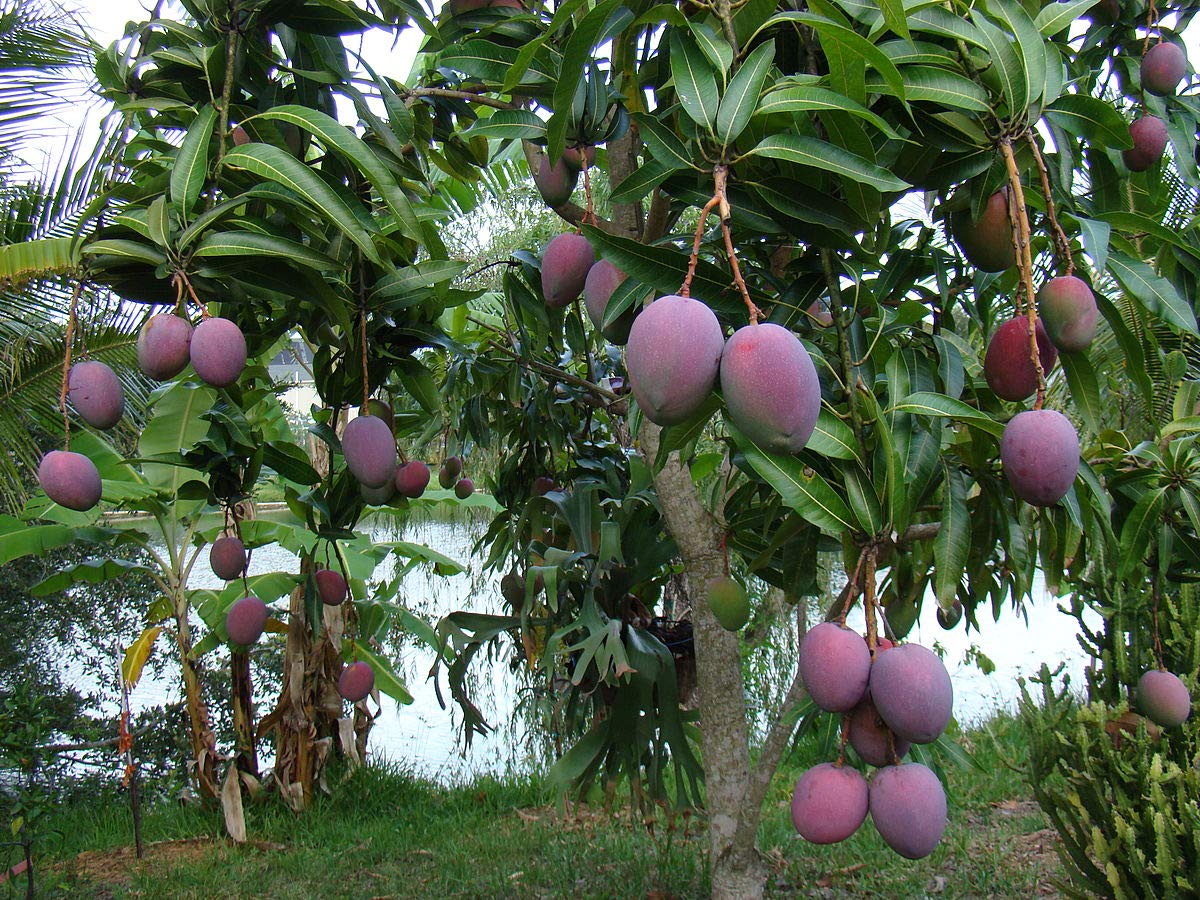 Black Mango / Mango Tommy Atkins - Fruit Plant - Premium Fruit Plants & Tree from Plantparadise - Just $750.00! Shop now at Plantparadise