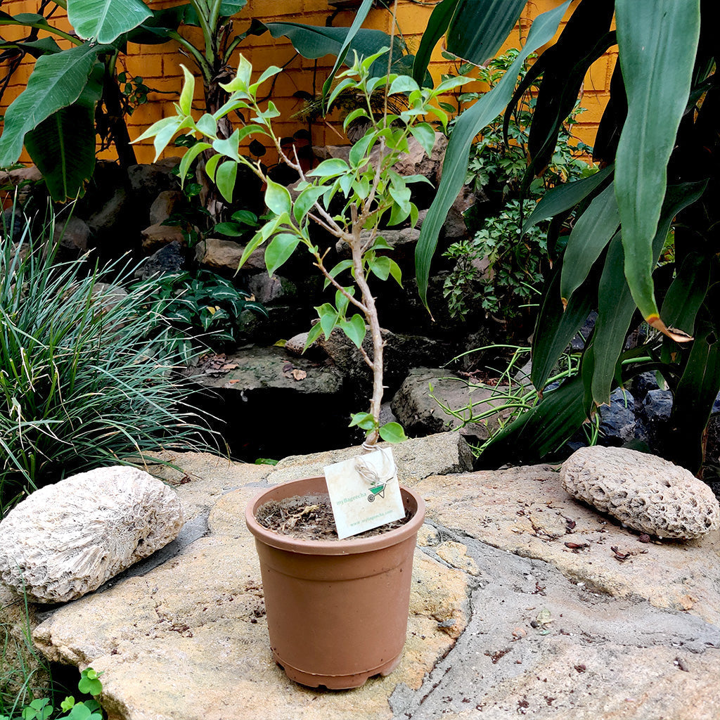 Bougainvillea 'Tomato Red' - Premium Plants from Plantparadise - Just $360.00! Shop now at Plantparadise