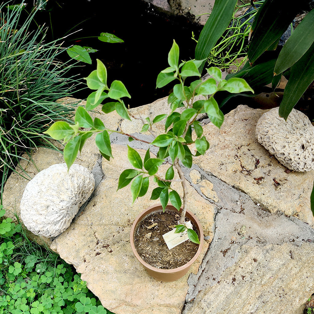 Bougainvillea 'Tomato Red' - Premium Plants from Plantparadise - Just $360.00! Shop now at Plantparadise
