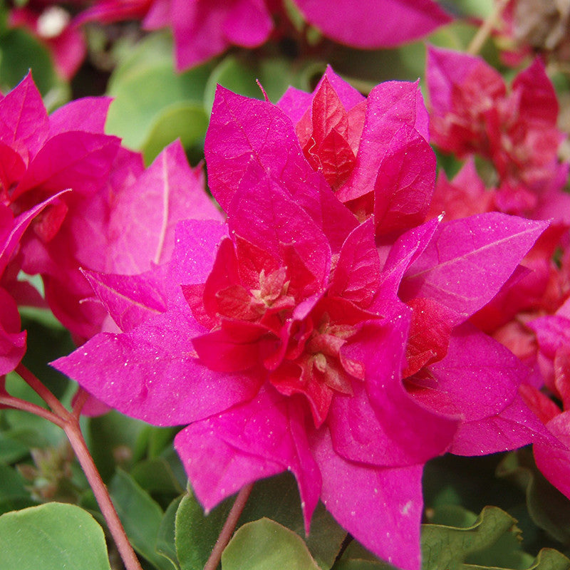 Bougainvillea Dark Pink Double - Creepers & Climbers - Premium Creepers & Climbers from Plantparadise - Just $360.00! Shop now at Plantparadise