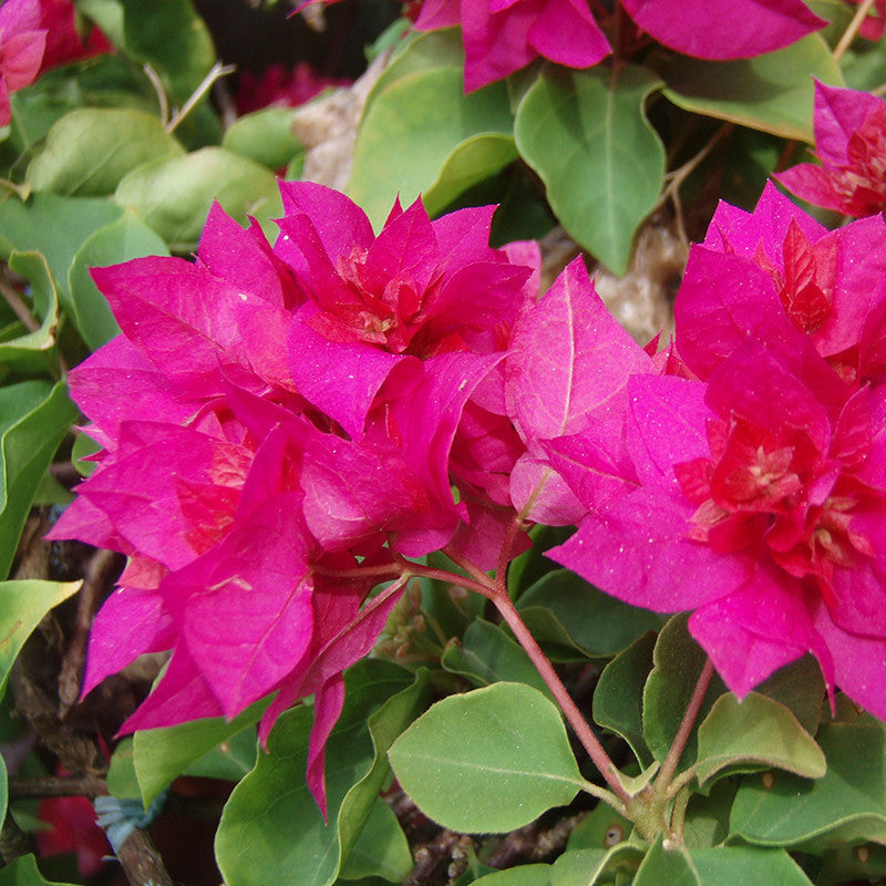 Bougainvillea Dark Pink Double - Creepers & Climbers - Premium Creepers & Climbers from Plantparadise - Just $360.00! Shop now at Plantparadise