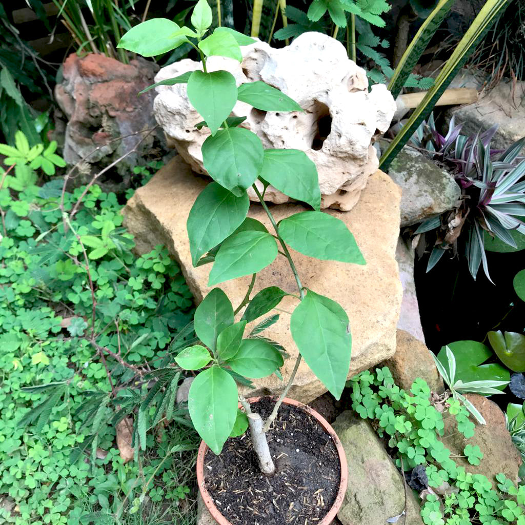 Bougainvillea 'Tomato Red' - Premium Plants from Plantparadise - Just $360.00! Shop now at Plantparadise