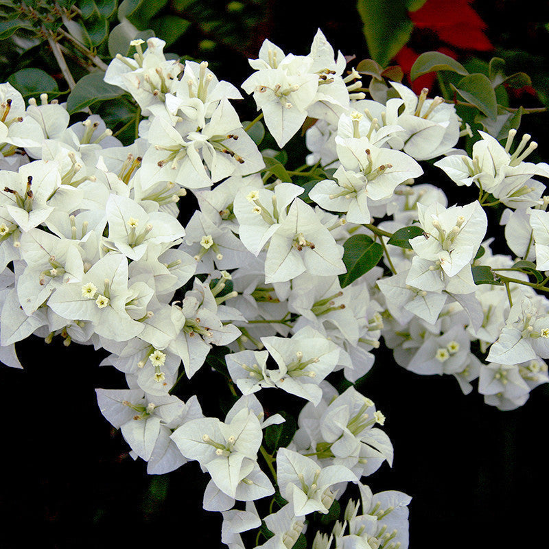 Bougainvillea White - Flowering Shrubs - Premium Flowering Shrubs from Plantparadise - Just $349.0! Shop now at Plantparadise