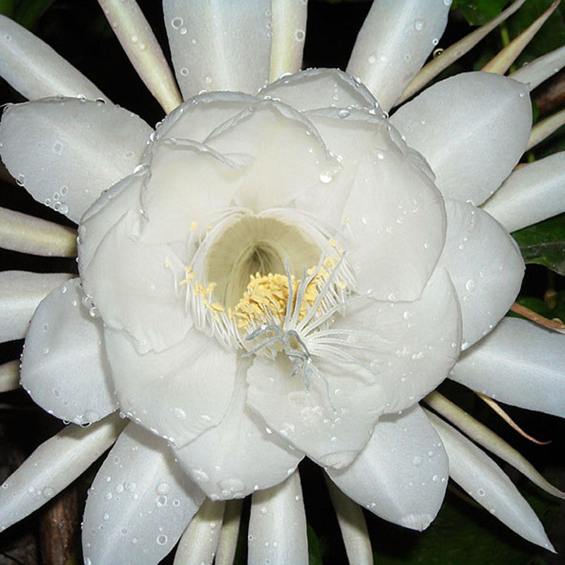 brahma kamal indoor or outdoor plant Brahma Kamal / Queen Of The Night - Flowering Plants