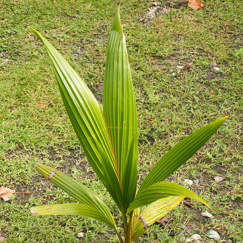 Coconut-Hybrid- Fruit Plants & Tree - Premium Fruit Plants & Tree from Plantparadise - Just $800.0! Shop now at Plantparadise