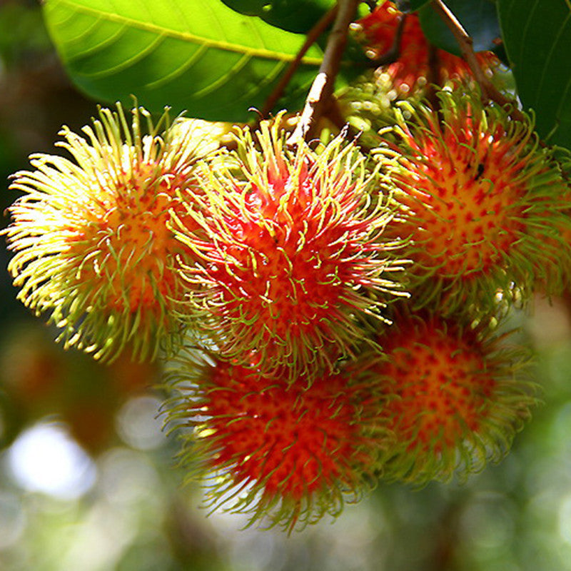 Rambutan Fruit - Fruit Plants & Tree - Premium Fruit Plants & Tree from Plantparadise - Just $640.0! Shop now at Plantparadise