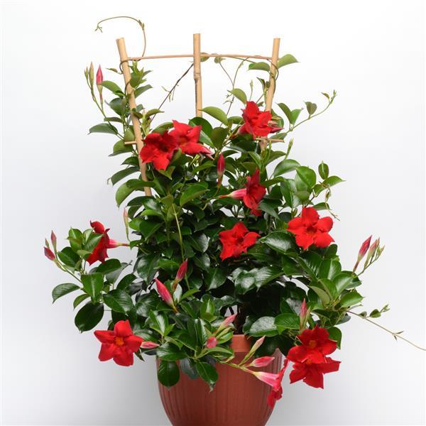 Mandevilla Flower Plants - Premium Flowering Plants from Plantparadise - Just $349.00! Shop now at Plantparadise