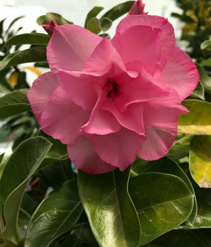 Adenium French Pink Colour Plant(Grafted) - Premium Succulent Plants from Plantparadise - Just $329! Shop now at Plantparadise