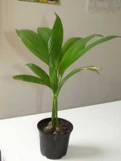 Arecanut/Betel Nut Dwarf(Mohitnagar) - Plantation Plants - Premium Fruit Plants & Tree from Plantparadise - Just $400.0! Shop now at Plantparadise