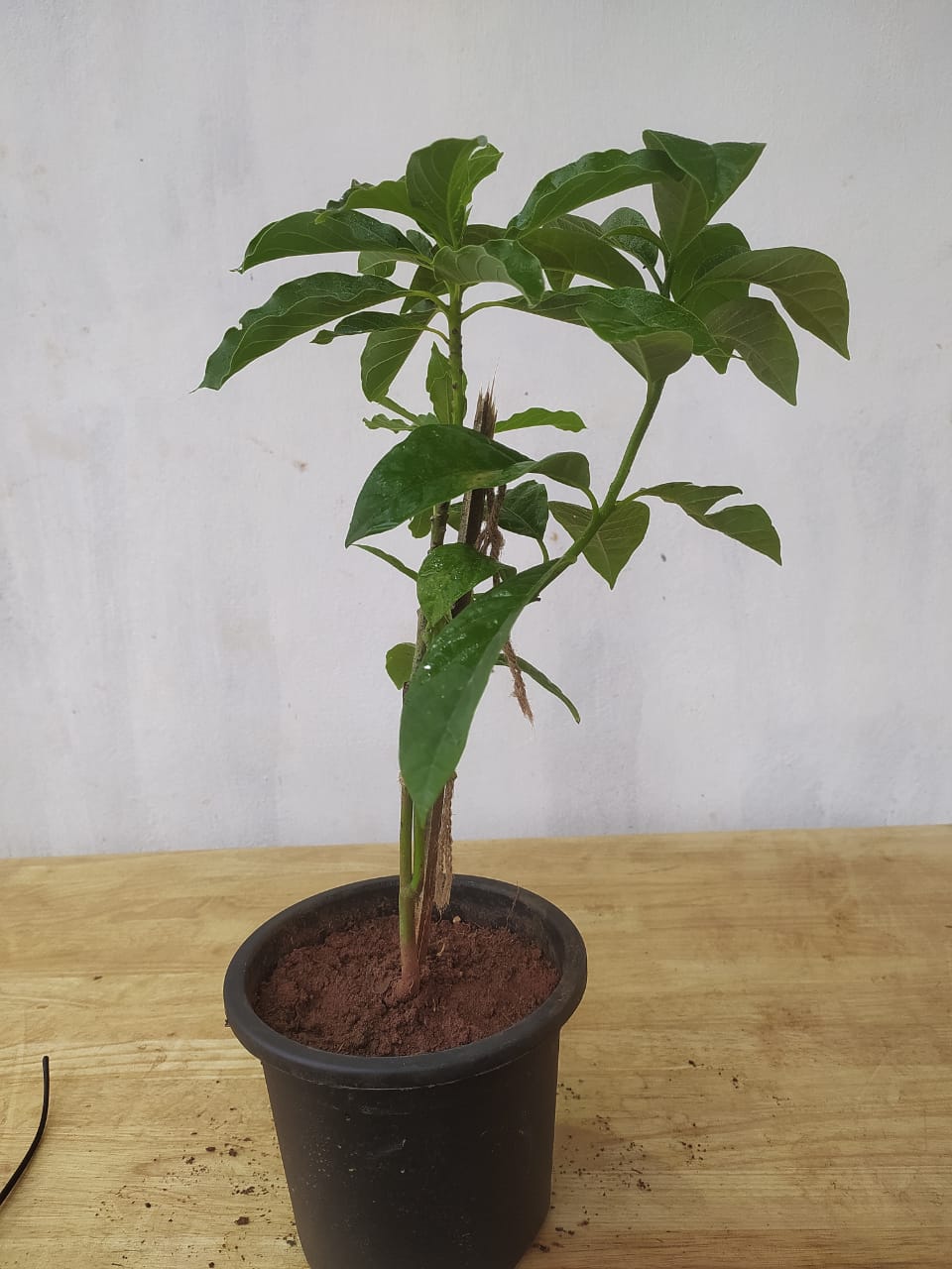 Avocado (Grafted) - Fruit Plants & Tree - Premium Fruit Plants & Tree from Plantparadise - Just $900! Shop now at Plantparadise