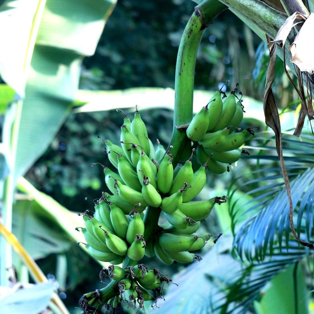 Banana Chakkrakeli - Fruit Plants 