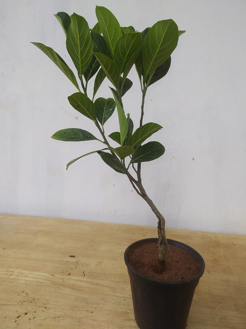 Jack Fruit Red/Red panasa (Grafted)- Fruit Plants - Premium Fruit Plants from Plantparadise - Just $570.00! Shop now at Plantparadise