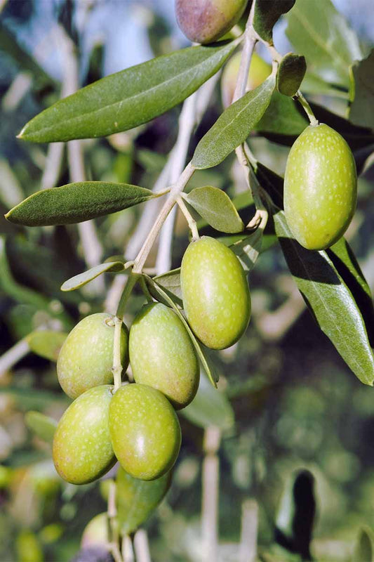 Olive Fruit Plant - Exotic Fruit Plant - Premium Fruit Plants & Tree from Exotic Flora - Just $905! Shop now at Plantparadise