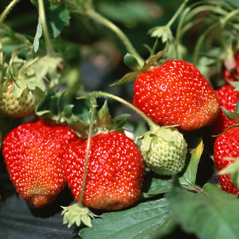 Strawberry - Fruit Plants & Tree - Premium Fruit Plants & Tree from Plantparadise - Just $540.0! Shop now at Plantparadise