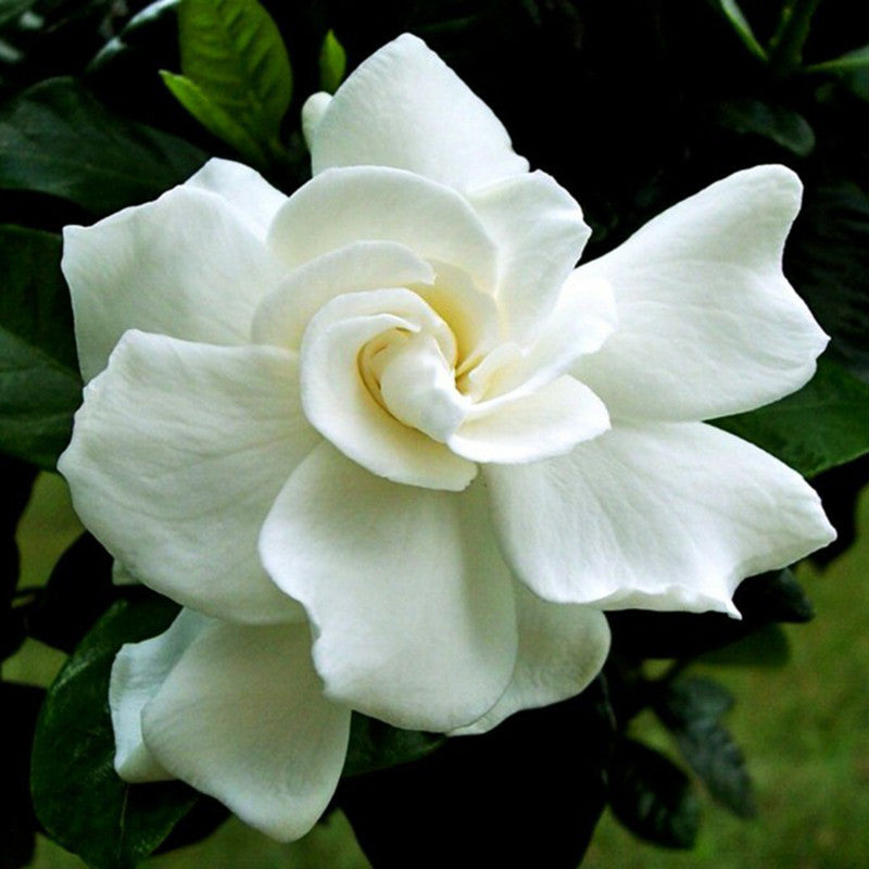 Gardenia/Jasmine Rose Regular - Top Perfuming - Fragrant Plants - Premium Top Perfuming - Fragrant Plants from Plantparadise - Just $640.00! Shop now at Plantparadise