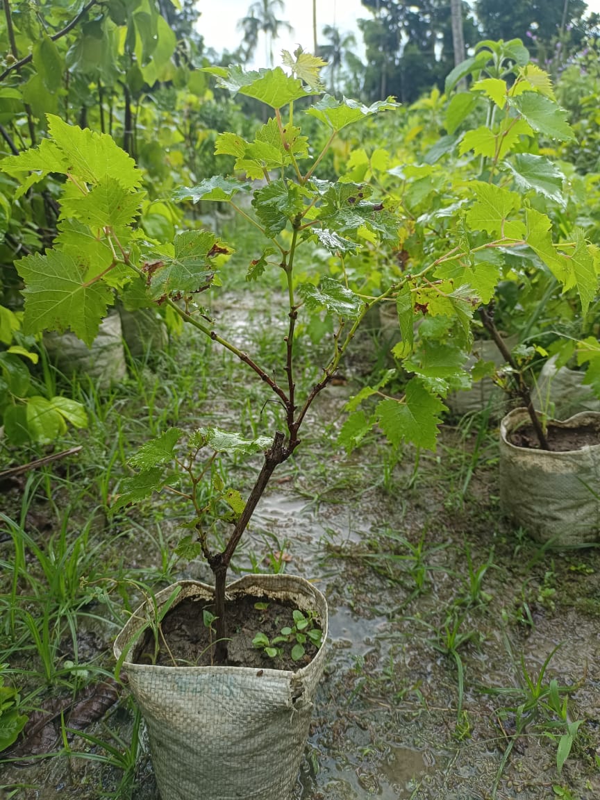 Green Grapes Plant (Seedless) - Premium Fruit Plants & Tree from Plantparadise - Just $399.00! Shop now at Plantparadise
