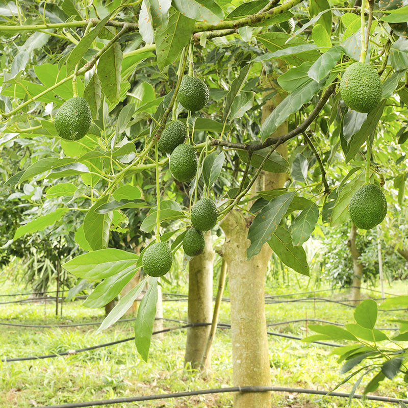 Avocado (Grafted) - Fruit Plants & Tree - Premium Fruit Plants & Tree from Plantparadise - Just $900! Shop now at Plantparadise
