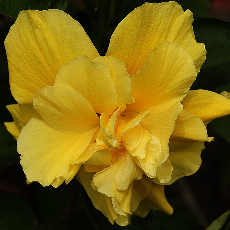 Hibiscus Yellow DOUBLE - Flowering Shrubs - Premium Flowering Shrubs from Plantparadise - Just $299.00! Shop now at Plantparadise