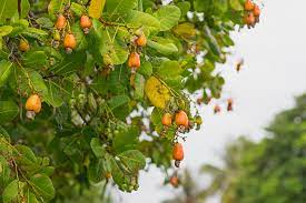Cashew nut plants - Premium Fruit Plants & Tree from Plantparadise - Just $750.00! Shop now at Plantparadise