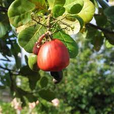 Cashew nut plants - Premium Fruit Plants & Tree from Plantparadise - Just $750.00! Shop now at Plantparadise