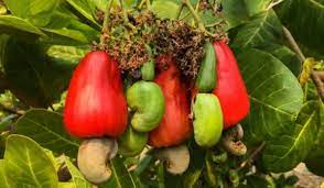 Cashew nut plants - Premium Fruit Plants & Tree from Plantparadise - Just $750.00! Shop now at Plantparadise