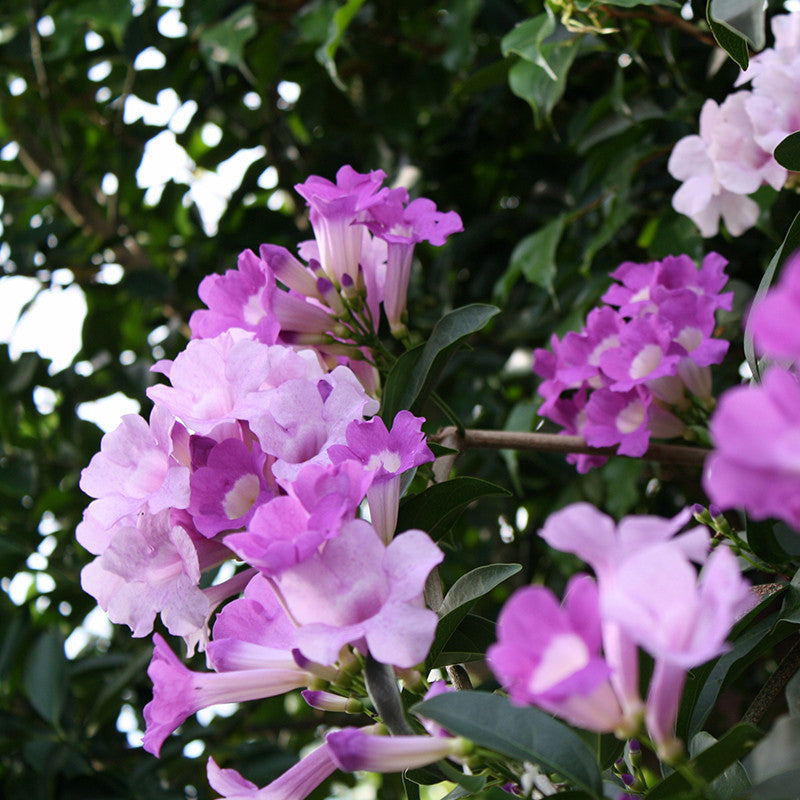 Garlic Creeper - Creepers & Climbers - Premium Creepers & Climbers from Plantparadise - Just $665.00! Shop now at Plantparadise