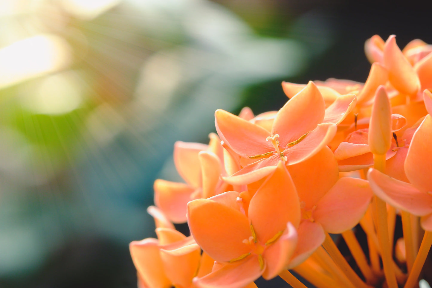Ixora Semi Dwarf Orange - Flowering Shrubs - Premium Flowering Shrubs from Plantparadise - Just $340.00! Shop now at Plantparadise