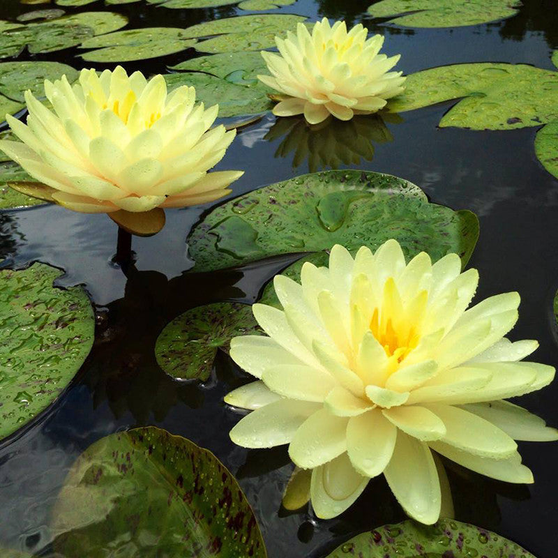 Water Lily Yellow - Aquatic Plants - Premium Aquatic Plants from Plantparadise - Just $690.0! Shop now at Plantparadise