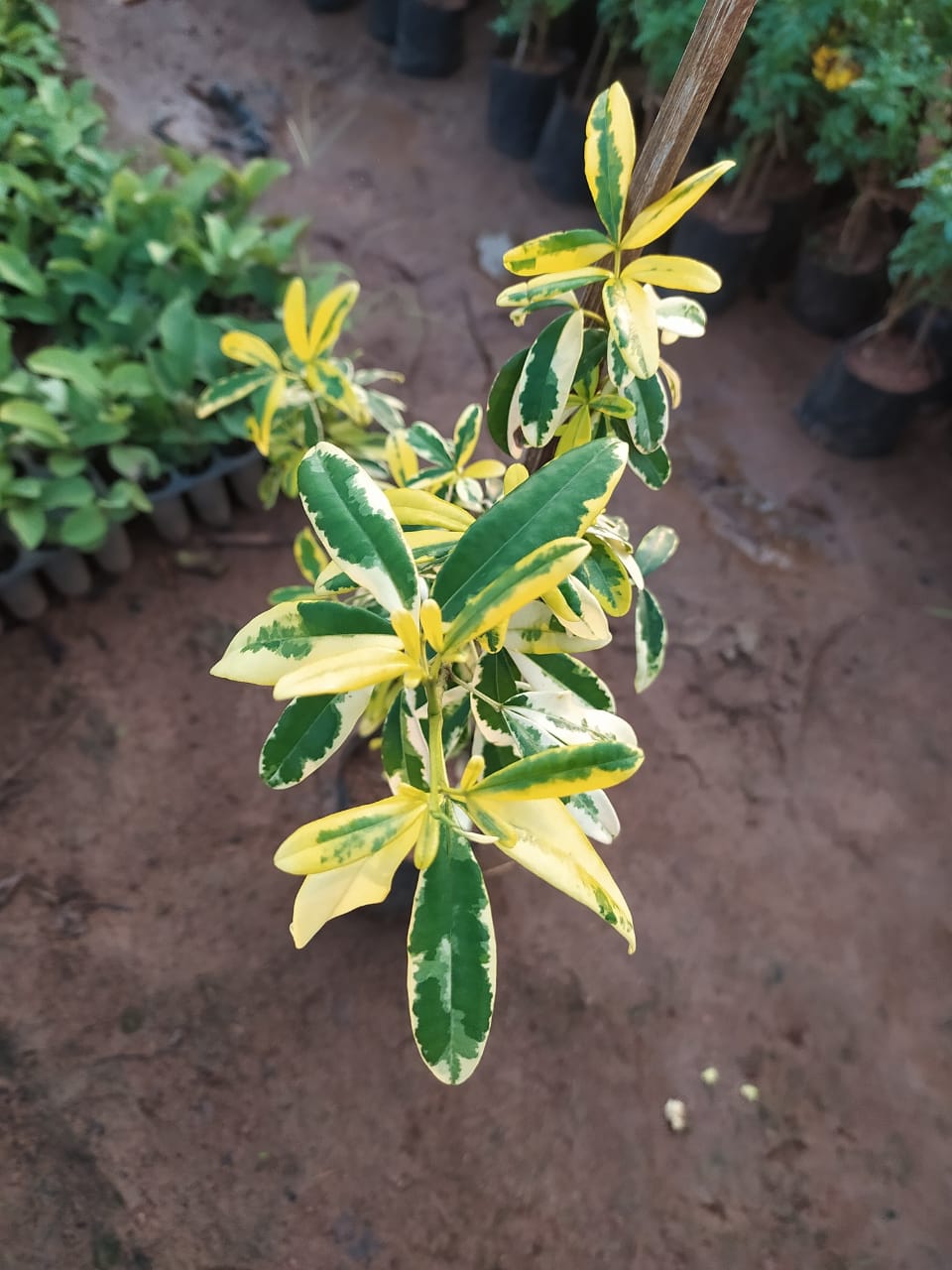 Ravenia spectabilis variegata - Flowering Plants - Premium Flowering Shrubs from Plantparadise - Just $560.00! Shop now at Plantparadise