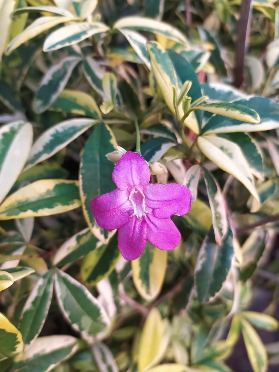 Ravenia spectabilis variegata - Flowering Plants - Premium Flowering Shrubs from Plantparadise - Just $560.00! Shop now at Plantparadise