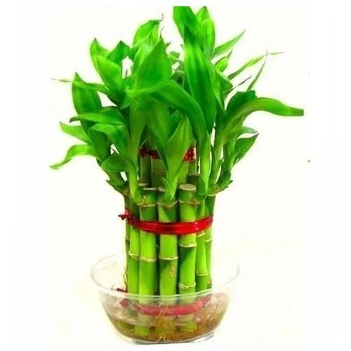 Lucky Bamboo - Premium Plants from Plant Paradise - Just $425! Shop now at Plantparadise
